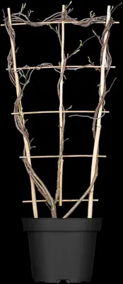Wisteria (Blauweregen) - afbeelding 6