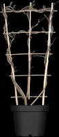 Wisteria (Blauweregen) - afbeelding 6