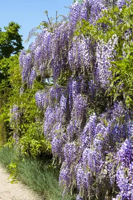Wisteria (Blauweregen) - afbeelding 1