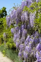 Wisteria (Blauweregen) - afbeelding 1