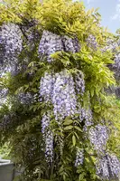 Wisteria (Blauweregen) - afbeelding 2