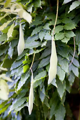 Wisteria (Blauweregen) - afbeelding 3