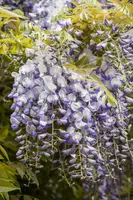 Wisteria (Blauweregen) - afbeelding 4