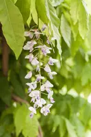 Wisteria (Blauweregen) - afbeelding 10
