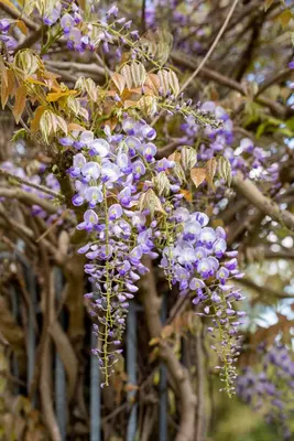 Wisteria (Blauweregen) - afbeelding 13