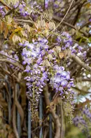 Wisteria (Blauweregen) - afbeelding 13