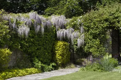 Wisteria (Blauweregen) - afbeelding 12