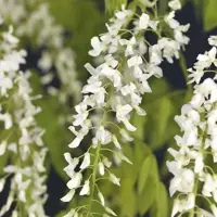 Wisteria floribunda alba (Blauwe regen) klimplant 210cm - afbeelding 2