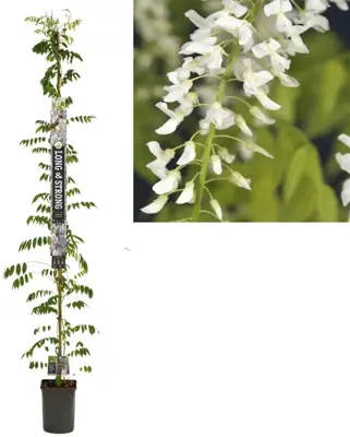 Wisteria floribunda alba (Blauwe regen) klimplant 210cm - afbeelding 1