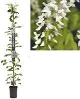 Wisteria floribunda alba (Blauwe regen) klimplant 210cm - afbeelding 1