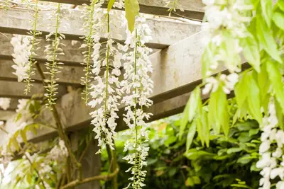 Wisteria floribunda 'Alba' (Blauwe regen) klimplant - afbeelding 4