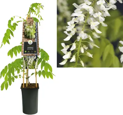 Wisteria floribunda 'Alba' (Blauwe regen) klimplant - afbeelding 1