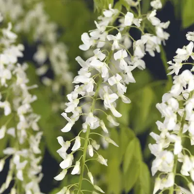 Wisteria floribunda 'Alba' (Blauwe regen) klimplant - afbeelding 3