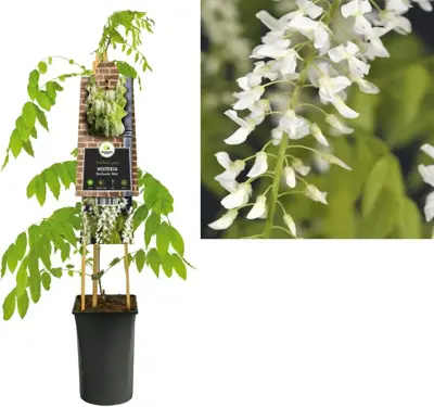 Wisteria floribunda 'Alba' (Blauwe regen) klimplant 75cm - afbeelding 1