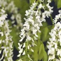 Wisteria floribunda 'Alba' (Blauwe regen) klimplant 75cm - afbeelding 3