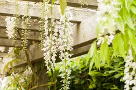 Wisteria floribunda 'Alba' (Japanse blauweregen) - afbeelding 1