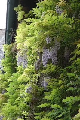 Wisteria floribunda (Blauweregen) - afbeelding 5
