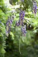 Wisteria floribunda (Blauweregen) - afbeelding 1