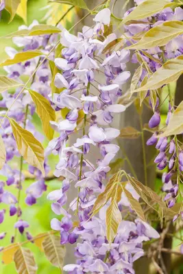 Wisteria floribunda (Blauweregen) - afbeelding 4