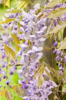 Wisteria floribunda (Blauweregen) - afbeelding 4