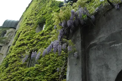 Wisteria floribunda (Blauweregen) - afbeelding 6
