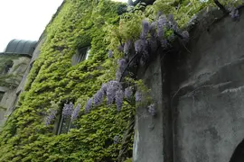 Wisteria floribunda (Blauweregen) - afbeelding 6