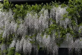 Wisteria floribunda (Blauweregen) - afbeelding 7