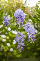 Wisteria floribunda 'Ikoyama Fuji' (Japanse blauweregen 'Ikoyama Fuji') - afbeelding 1