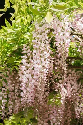 Wisteria floribunda, rosa (Blauweregen) - afbeelding 1