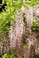 Wisteria floribunda, rosa (Blauweregen) - afbeelding 1