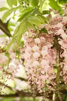 Wisteria floribunda, rosa (Blauweregen) - afbeelding 2
