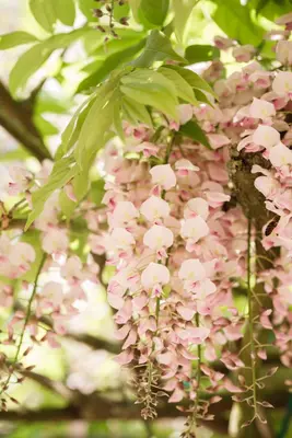 Wisteria floribunda 'Rosea' (Blauwe regen) klimplant - afbeelding 5