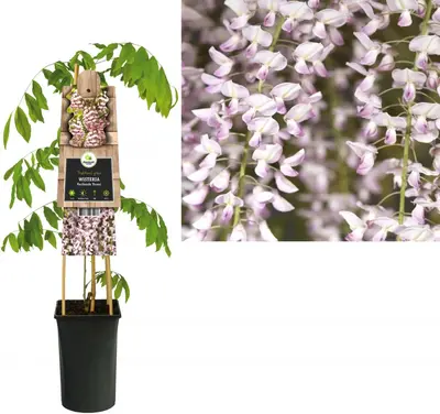 Wisteria floribunda 'Rosea' (Blauwe regen) klimplant - afbeelding 1