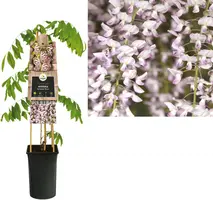 Wisteria floribunda 'Rosea' (Blauwe regen) klimplant - afbeelding 1
