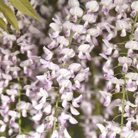 Wisteria floribunda 'Rosea' (Blauwe regen) klimplant - afbeelding 2