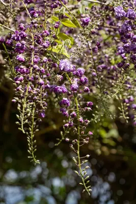 Wisteria floribunda 'Violacea Plena' (Blauweregen) klimplant - afbeelding 4