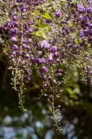 Wisteria floribunda 'Violacea Plena' (Blauweregen) klimplant - afbeelding 4