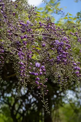 Wisteria floribunda 'Violacea Plena' (Blauweregen) klimplant - afbeelding 5