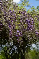 Wisteria floribunda 'Violacea Plena' (Blauweregen) klimplant - afbeelding 5