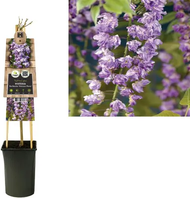Wisteria floribunda 'Violacea Plena' (Blauweregen) klimplant - afbeelding 2