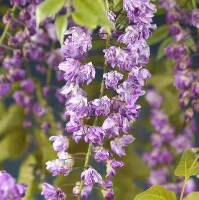 Wisteria floribunda 'Violacea Plena' (Blauweregen) klimplant - afbeelding 3