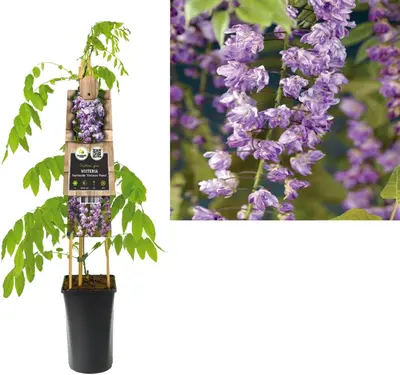 Wisteria floribunda 'Violacea Plena' (Blauweregen) klimplant - afbeelding 1