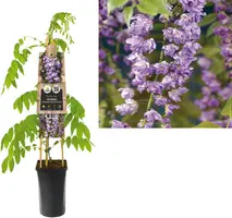 Wisteria floribunda 'Violacea Plena' (Blauweregen) klimplant - afbeelding 1