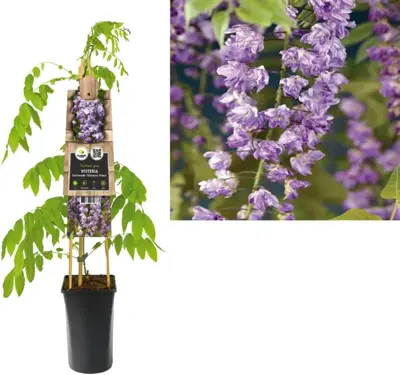 Wisteria floribunda 'Violacea Plena' (Blauweregen) klimplant 75cm - afbeelding 1