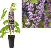 Wisteria floribunda 'Violacea Plena' (Blauweregen) klimplant 75cm - afbeelding 1