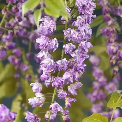 Wisteria floribunda 'Violacea Plena' (Blauweregen) klimplant 75cm - afbeelding 3