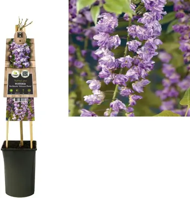 Wisteria floribunda 'Violacea Plena' (Blauweregen) klimplant 75cm - afbeelding 2