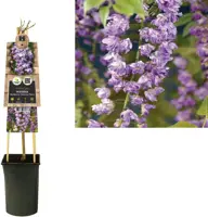 Wisteria floribunda 'Violacea Plena' (Blauweregen) klimplant 75cm - afbeelding 2