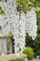 Wisteria sinensis 'Alba' (Blauweregen 'Alba') - afbeelding 1