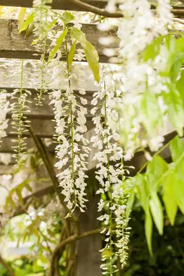 Wisteria sinensis 'Alba' (Blauweregen 'Alba') - afbeelding 2